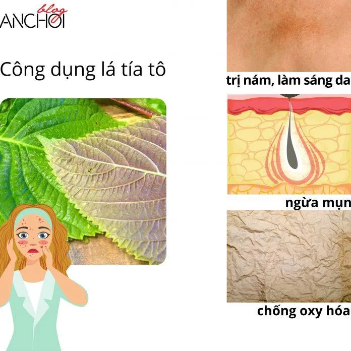 Công dụng làm đẹp bằng lá tía tô