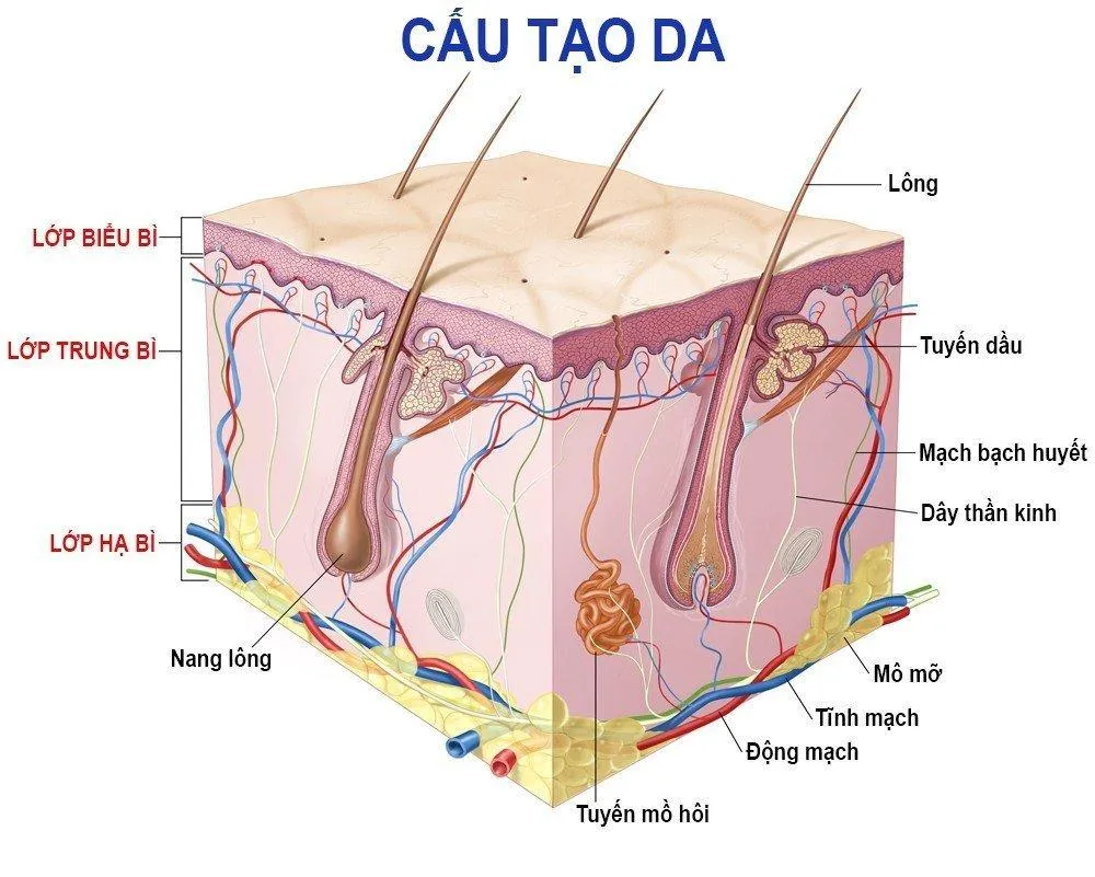 Hiểu rõ về cấu tạo của da bước đầu tiên trước khi học cách dùng BHA đúng cách ( Nguồn: internet)