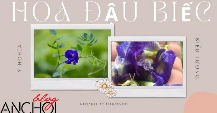 Hoa đậu biếc là loại hoa có màu xanh tím được yêu thích với nhiều lợi ích tuyệt vời ( Nguồn: Blogphunu.edu.vn)