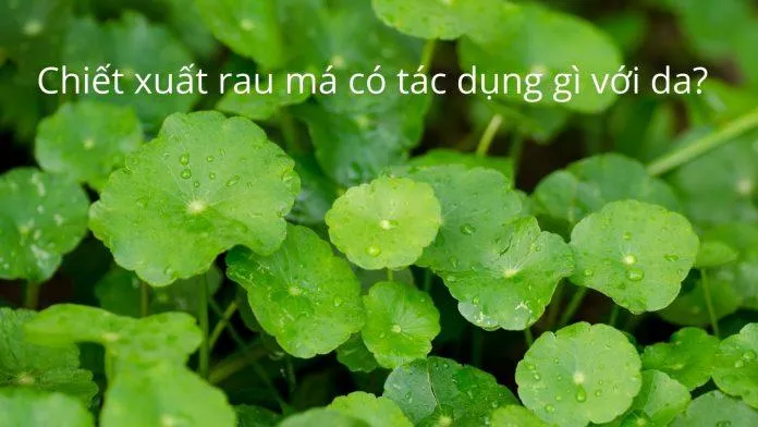 Tác dụng thần kỳ của rau má đối với da (Nguồn: Tác giả)