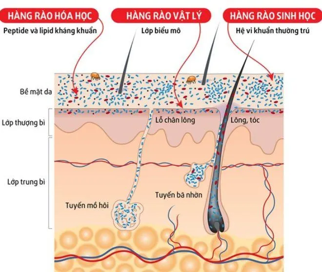 Các hàng rào bảo vệ trên da. (Nguồn ảnh: Internet)