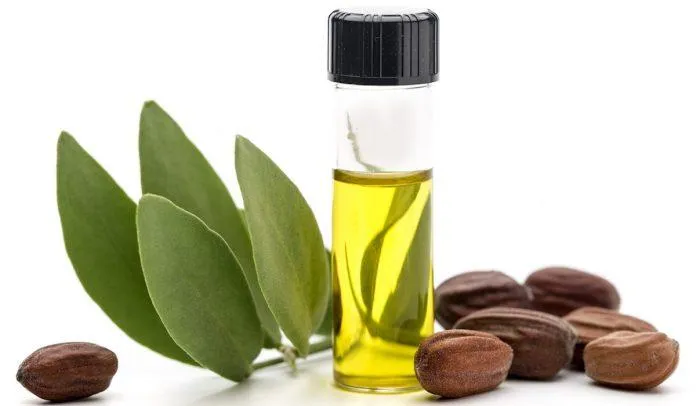 Jojoba Oil là một thành phần thay thế tuyệt hảo cho dầu dừa (Nguồn: Internet)