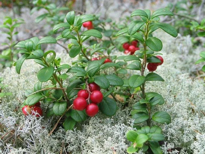 Quả việt quất đỏ, một thành phần quan trọng có trong kem dưỡng trắng da ban ngày Natura Siberica White (ảnh: internet).