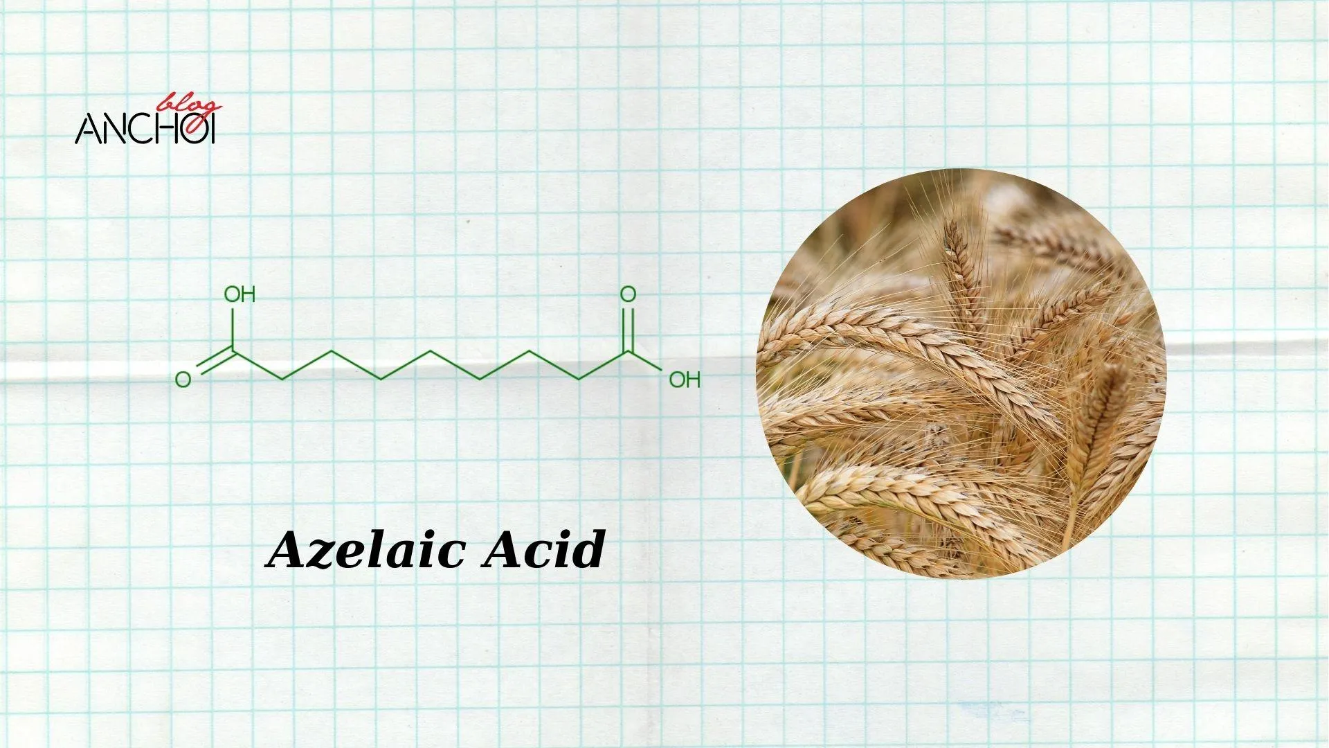 Azelaic Acid "thần dược" trong việc trị mụn làm sáng da (Ảnh: nquynhvy)