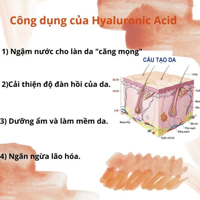 Công dụng của Hyaluronic Acid đối với da ( Nguồn: Blogphunu.edu.vn(